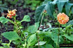076.2023-11-20-Holme-Garden-Centre-Near-Wareham-Dorset-in-early-winter.-76-