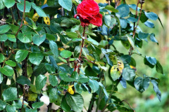 083.2023-11-20-Holme-Garden-Centre-Near-Wareham-Dorset-in-early-winter.-83-