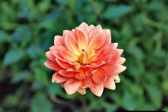 087.2023-11-20-Holme-Garden-Centre-Near-Wareham-Dorset-in-early-winter.-87-