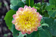 089.2023-11-20-Holme-Garden-Centre-Near-Wareham-Dorset-in-early-winter.-89-