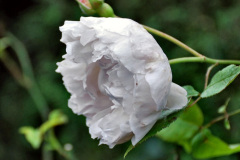 111.2023-11-20-Holme-Garden-Centre-Near-Wareham-Dorset-in-early-winter.-111-