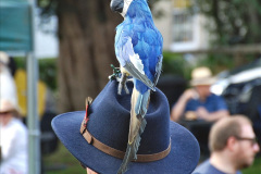 264.2023-08-02-Bridport-Dorset-Hat-Festival.-264-