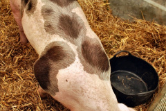 144.2023-09-03-Dorset-County-Show-Dorchester.-144-