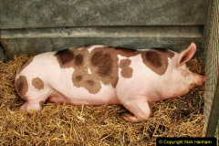 145.2023-09-03-Dorset-County-Show-Dorchester.-145-