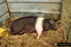 146.2023-09-03-Dorset-County-Show-Dorchester.-146-