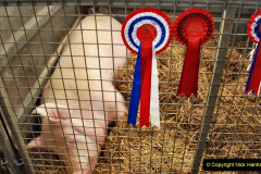 149.2023-09-03-Dorset-County-Show-Dorchester.-149-