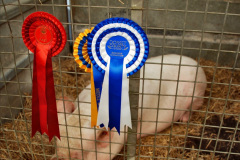 152.2023-09-03-Dorset-County-Show-Dorchester.-152-