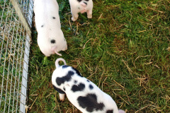 154.2023-09-03-Dorset-County-Show-Dorchester.-154-