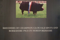 155.2023-09-03-Dorset-County-Show-Dorchester.-155-