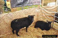 166.2023-09-03-Dorset-County-Show-Dorchester.-166-