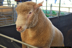167.2023-09-03-Dorset-County-Show-Dorchester.-167-