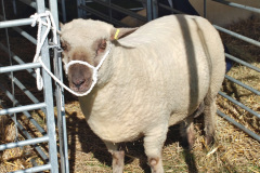 177.2023-09-03-Dorset-County-Show-Dorchester.-177-