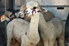 219.2023-09-03-Dorset-County-Show-Dorchester.-219-