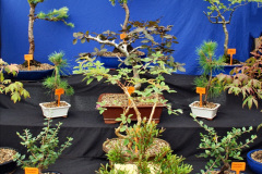 286.2023-09-03-Dorset-County-Show-Dorchester.-286-