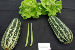 299.2023-09-03-Dorset-County-Show-Dorchester.-299-