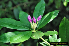 009.2023-09-07-Careys-Secret-Garden-Wareham-Dorset.-9-