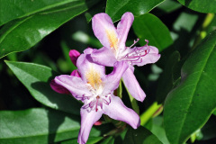 011.2023-09-07-Careys-Secret-Garden-Wareham-Dorset.-11-