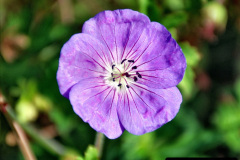 036.2023-09-07-Careys-Secret-Garden-Wareham-Dorset.-36-