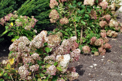 048.2023-09-07-Careys-Secret-Garden-Wareham-Dorset.-48-