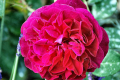 059.2023-09-07-Careys-Secret-Garden-Wareham-Dorset.-59-