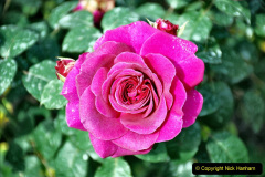 062.2023-09-07-Careys-Secret-Garden-Wareham-Dorset.-62-