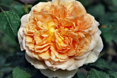067.2023-09-07-Careys-Secret-Garden-Wareham-Dorset.-67-