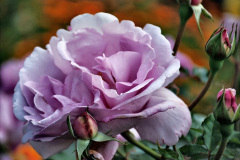 072.2023-09-07-Careys-Secret-Garden-Wareham-Dorset.-72-