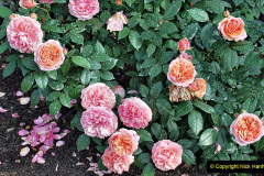 078.2023-09-07-Careys-Secret-Garden-Wareham-Dorset.-78-