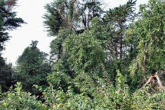093.2023-09-07-Careys-Secret-Garden-Wareham-Dorset.-93-