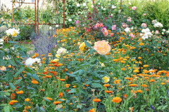 123.2023-09-07-Careys-Secret-Garden-Wareham-Dorset.-123-