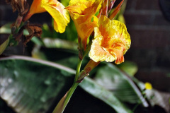 135.2023-09-07-Careys-Secret-Garden-Wareham-Dorset.-135-