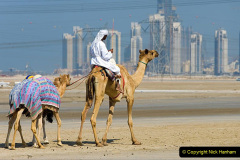 2023 September 09 Camels in the UAE