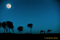 001.2023-09-09-UAE-Camels.-1-