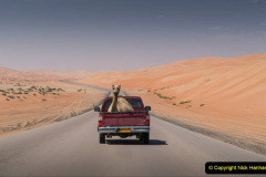 A  camel (camels dromedaries) on the back of a pickup truck on an empty road crossing the Emtpy Quarter desert of Abu Dhabi