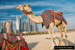 DUBAI Camels on skyscrapers background at the beach . UAE Dubai Marina JBR beach style: camels and skyscrapers. modern buildings business style. history and modern of UAE