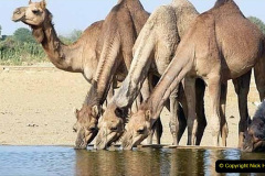 014.2023-09-09-UAE-Camels.-14-