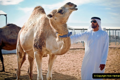 021.2023-09-09-UAE-Camels.-21-