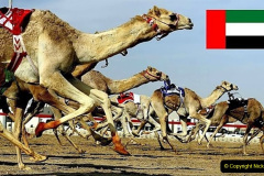 023.2023-09-09-UAE-Camels.-23-