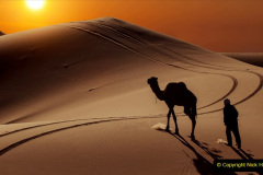 024.2023-09-09-UAE-Camels.-24-