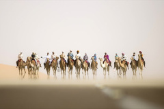 028.2023-09-09-UAE-Camels.-28-