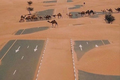 032.2023-09-09-UAE-Camels.-32-