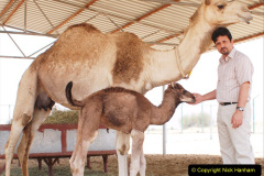 037.2023-09-09-UAE-Camels.-37-