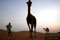 040.2023-09-09-UAE-Camels.-40-
