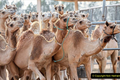 This picture taken on June 4, 2021 shows a view of cloned camel calves in a pen at the Reproductive Biotechnology Center in Dubai. - Cloning is in high demand in the competitive world of camel beauty pageants, leaving scientists at a Dubai clinic working round the clock to produce carbon-copy beasts. Not every animal is blessed with sought-after drooping lips and a tall, elegant neck, but technology now allows wealthy clients to replace their most beautiful camel with one just like it. (Photo by Karim SAHIB / AFP)