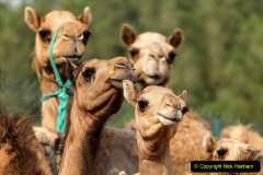 047.2023-09-09-UAE-Camels.-47-