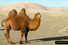 048.2023-09-09-UAE-Camels.-48-