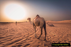 050.2023-09-09-UAE-Camels.-50-