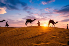 051.2023-09-09-UAE-Camels.-51-