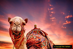 053.2023-09-09-UAE-Camels.-53-