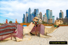 055.2023-09-09-UAE-Camels.-55-